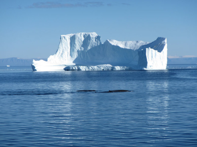 Whales in Greenland