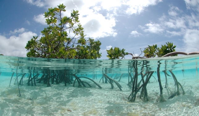 mangrove-trees-in-clear-blue-water